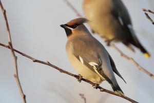 wintering birds waxwing