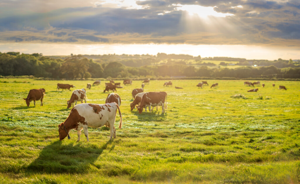 A herd of Guernsey cows grazing on fields at Briddlesford Farm on the Isle of Wight