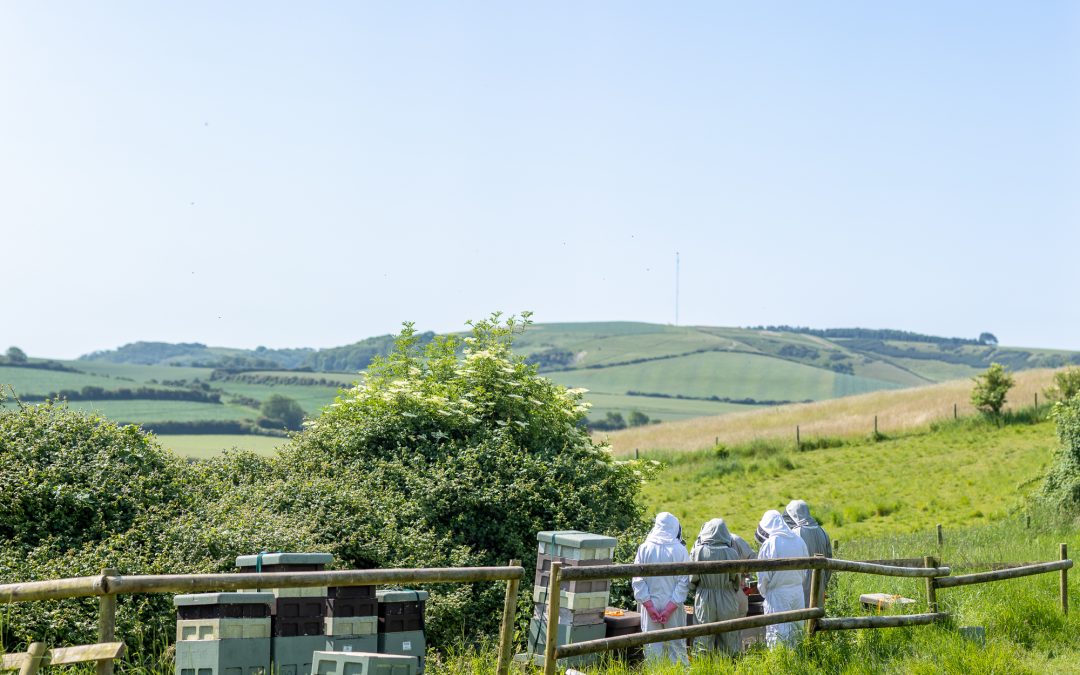 A Morning With Bunbury Bees